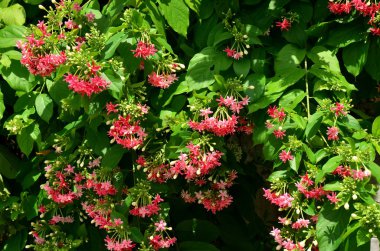 pembe çiçekler açan ağacın yakın görünümü 