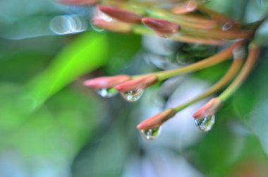 Gündüz vakti açık havada yetişen yeşil yapraklı bitkileri kapatın.