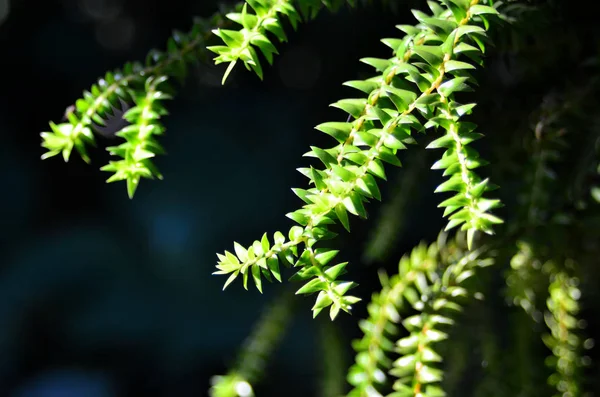 由白天生长在室外的绿叶植物组成的密闭植物 — 图库照片
