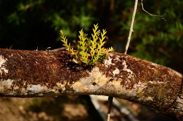 Закрытие Растений Зелеными Листьями Растущими Открытом Воздухе Дневное Время — стоковое фото