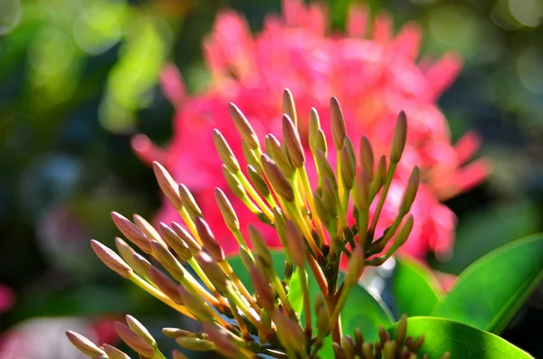 Close Flowers Growing Outdoors Daytime — Stock Photo, Image