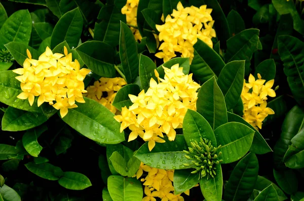 Nahaufnahme Von Blumen Die Tagsüber Freien Wachsen — Stockfoto