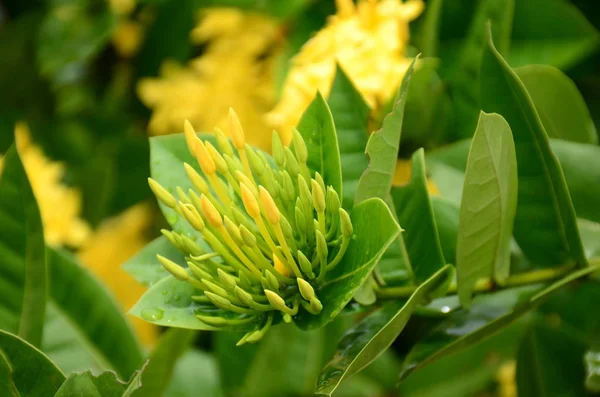 Primo Piano Fiori Che Crescono All Aperto Durante Giorno — Foto Stock