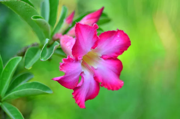 Close Flores Crescendo Livre Durante Dia — Fotografia de Stock