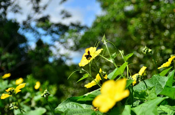 Primer Plano Las Flores Que Crecen Aire Libre Durante Día — Foto de Stock