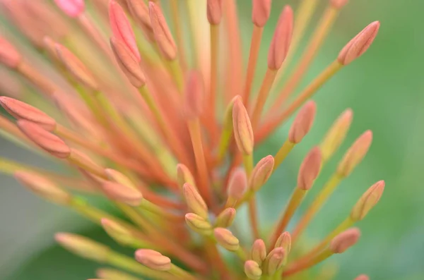 Nahaufnahme Von Blumen Die Tagsüber Freien Wachsen — Stockfoto