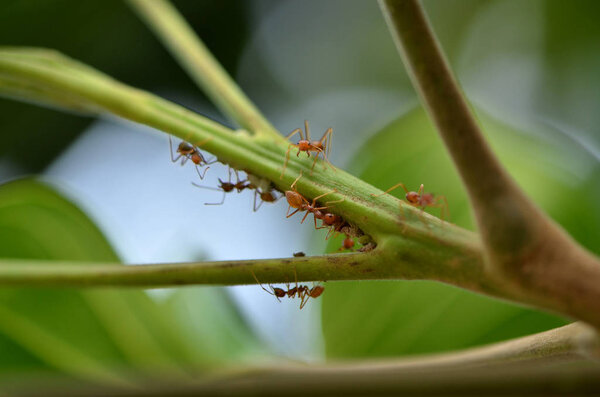 Close up of ants on exotic tree