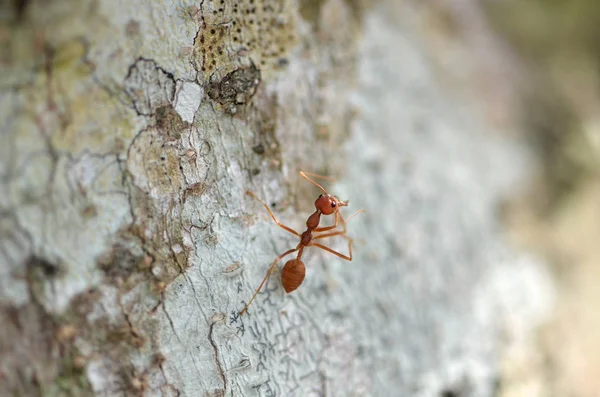 Ağaç gövdesindeki karıncayı kapat