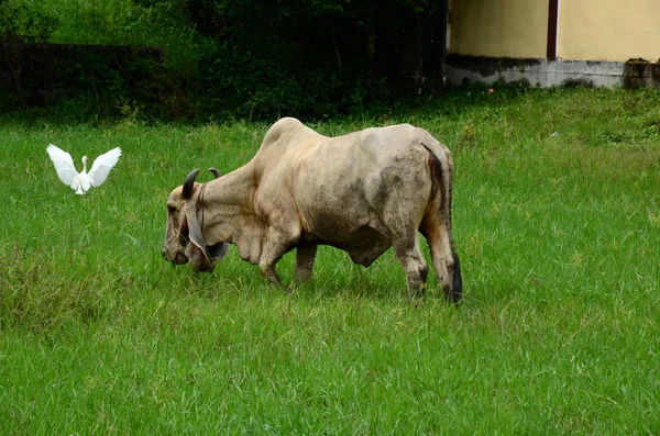 Cow Grazing Green Pasture Lawn — Stock Photo, Image