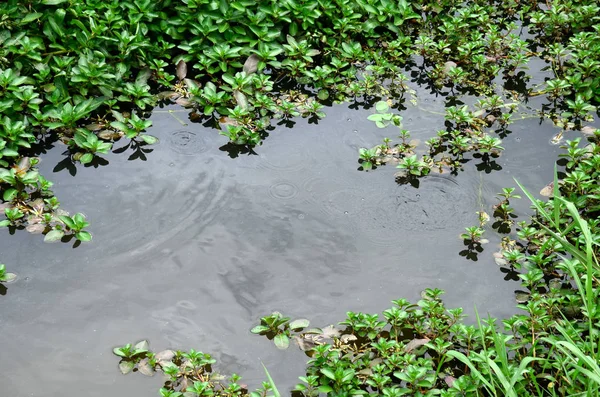 Göl suyunda yeşil yapraklar