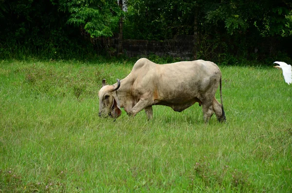 Cow Grazing Green Pasture Lawn — Stock Photo, Image