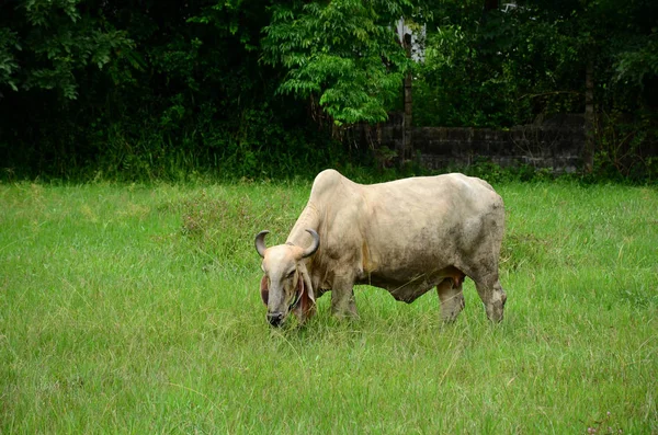 Cow Grazing Green Pasture Lawn — Stock Photo, Image