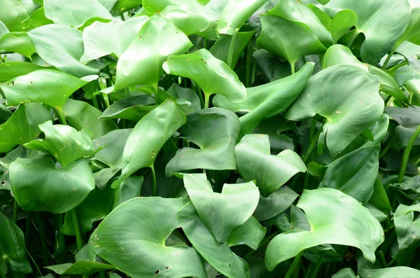 Gündüz vakti açık havada yetişen yeşil yapraklı bitkileri kapatın.