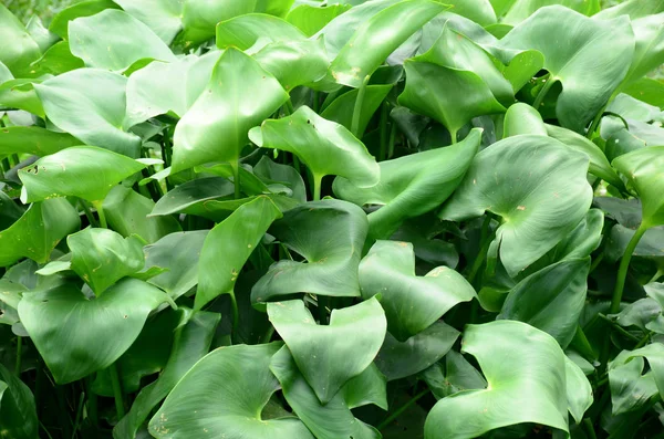 Gündüz vakti açık havada yetişen yeşil yapraklı bitkileri kapatın.