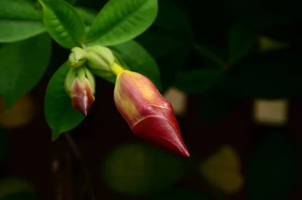 Close Van Bloemen Die Overdag Buiten Groeien — Stockfoto