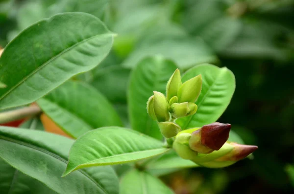 Menutup Tanaman Dengan Daun Hijau Tumbuh Luar Ruangan Siang Hari — Stok Foto