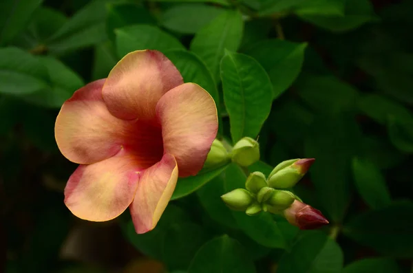 Gros Plan Fleurs Poussant Extérieur Jour — Photo