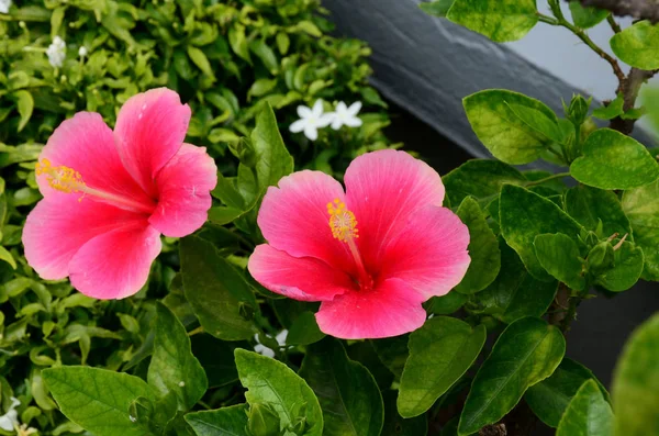 Close View Beautiful Blooming Flowers — Stock Photo, Image