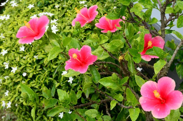 Vue Rapprochée Belles Fleurs Fleurs — Photo