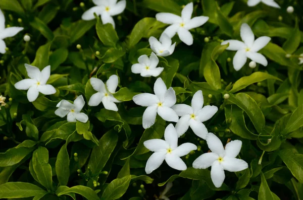 美しい花を間近で見ることができる — ストック写真