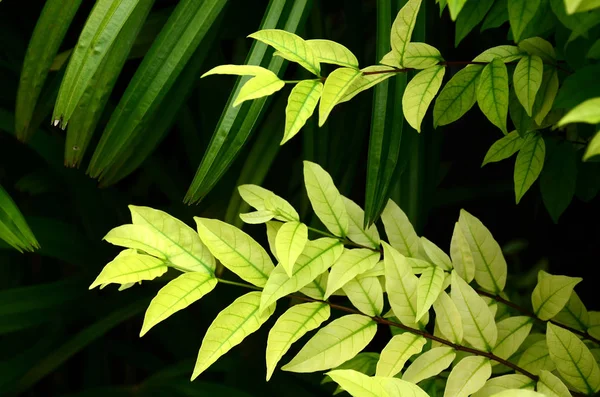 Menutup Tanaman Dengan Daun Hijau Tumbuh Luar Ruangan Siang Hari — Stok Foto