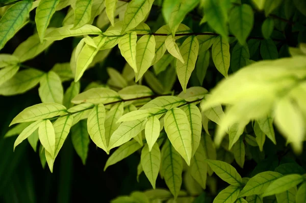 Close Plants Green Leaves Growing Outdoors Daytime — Stockfoto