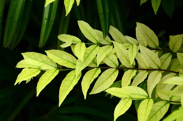 Close Plants Green Leaves Growing Outdoors Daytime — Stockfoto