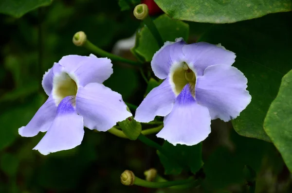 Närbild Vackra Blommande Blommor — Stockfoto