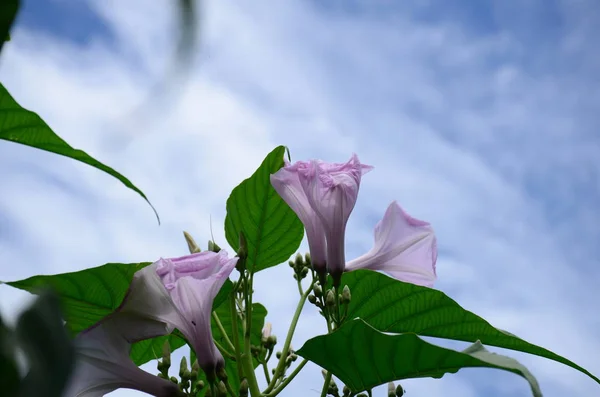 Vue Rapprochée Belles Fleurs Fleurs — Photo