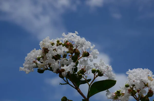 盛开的白花的树的特写视图 — 图库照片