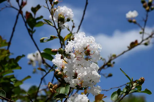 Vista Cerca Del Árbol Con Flores Blancas Florecientes — Foto de Stock