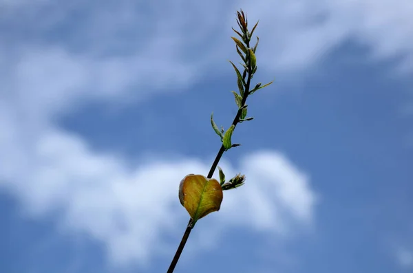 Gündüz Vakti Açık Havada Yetişen Yeşil Yapraklı Bitkileri Kapatın — Stok fotoğraf
