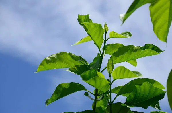 Zblízka Rostlin Zelenými Listy Rostoucí Venku Dne — Stock fotografie