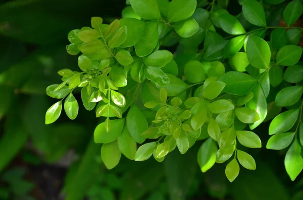 Gündüz Vakti Açık Havada Yetişen Yeşil Yapraklı Bitkileri Kapatın — Stok fotoğraf