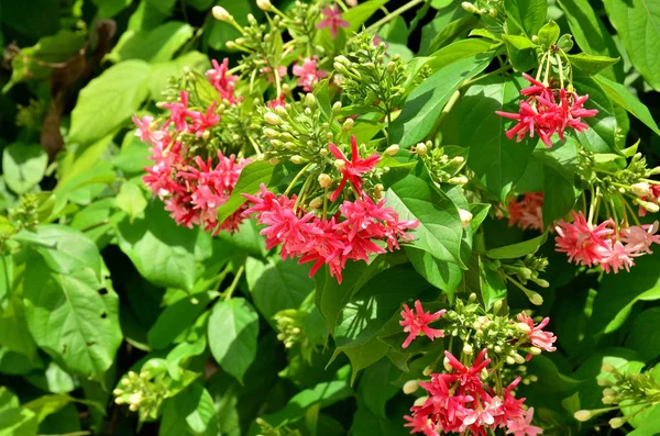 Close View Tree Blooming Pink Flowers — Stock Photo, Image