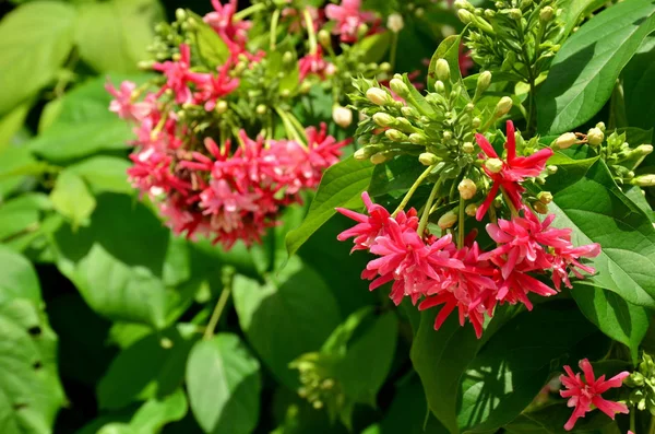 Close View Tree Blooming Pink Flowers — Stock Photo, Image