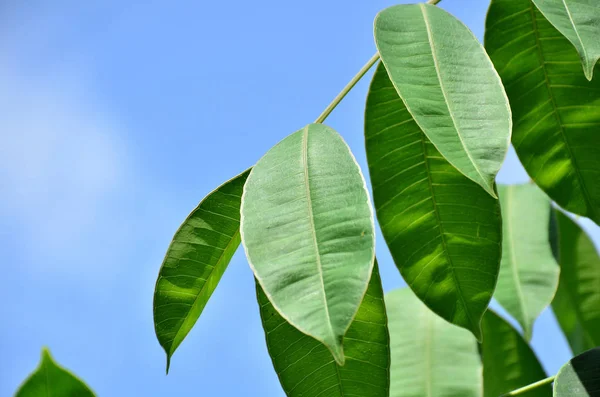 Close Plantas Com Folhas Verdes Crescendo Livre Durante Dia — Fotografia de Stock