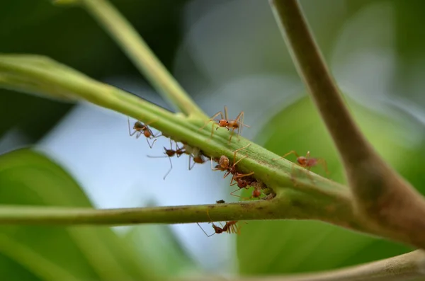 Detailní Záběr Mravenců Exotickém Stromě Stock Snímky