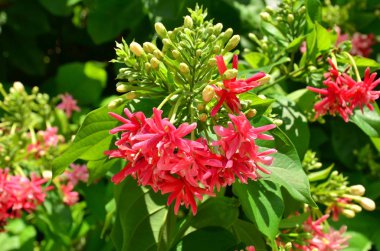 Açık havada büyüyen çiçeklerin kapağını kapatın.