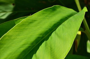 Gündüz vakti açık havada yetişen yeşil yapraklı bitkileri kapatın.