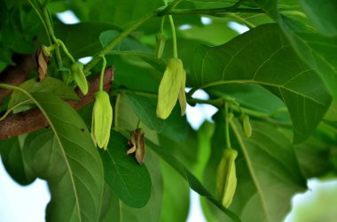Gündüz vakti açık havada yetişen yeşil yapraklı bitkileri kapatın.
