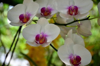 Açık havada büyüyen çiçeklerin kapağını kapatın.