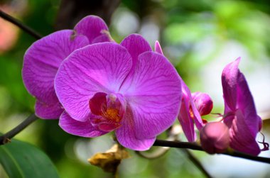 Açık havada büyüyen çiçeklerin kapağını kapatın.