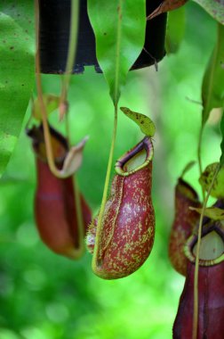 Gündüz vakti ağaçta yetişen tropikal meyveler 