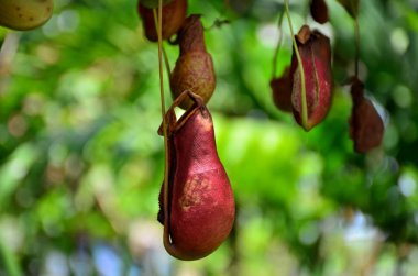 Gündüz vakti ağaçta yetişen tropikal meyveler 