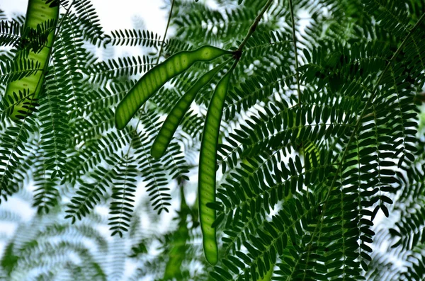 由白天生长在室外的绿叶植物组成的密闭植物 — 图库照片