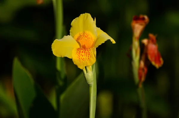 Close Flowers Growing Outdoors Daytime — Stock Photo, Image