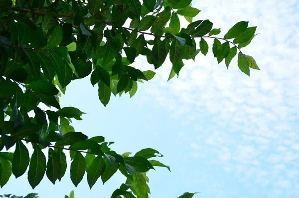 Close Plantas Com Folhas Verdes Crescendo Livre Durante Dia — Fotografia de Stock