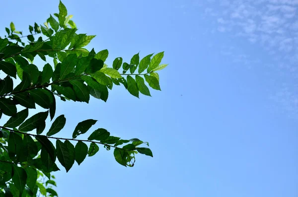 Close Plantas Com Folhas Verdes Crescendo Livre Durante Dia — Fotografia de Stock