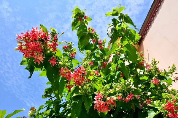 Primer Plano Las Flores Que Crecen Aire Libre Durante Día —  Fotos de Stock